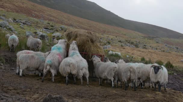 Amidst Cloudy Conditions Scottish Blackface Sheep Can Observed Enjoying Hay — Stock Video