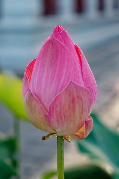 ピンクの蓮の花の芽 閉じられ 不気味でした 薄いピンクの花びらは暗いストライプを持っています 日中に撮影された写真は 自然光を撮影します — ストック写真