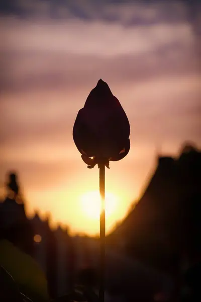 Flower bud silhouetted on the backdrop of a colorful sunset, giving it a soft blurred look.