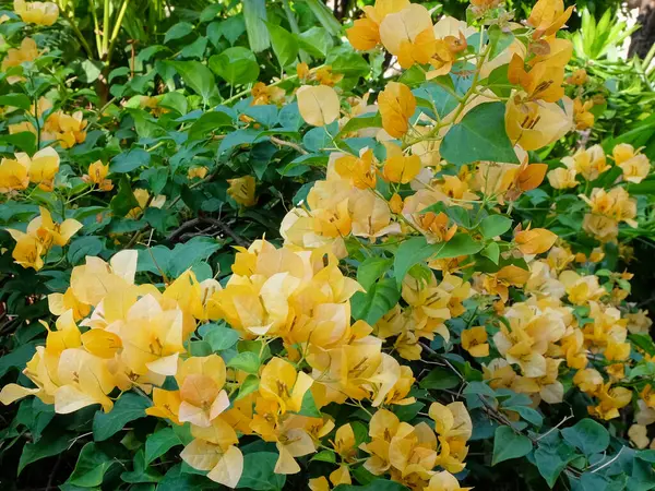 Close Cluster Vibrant Orange Bougainvillea Flowers Surrounded Lush Green Foliage — Stock Photo, Image
