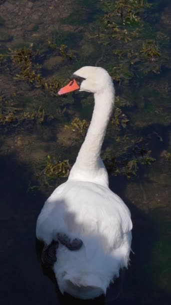 Quiet Shallow Pond Solitary White Swan Peacefully Swims Vertical Video — Stock Video