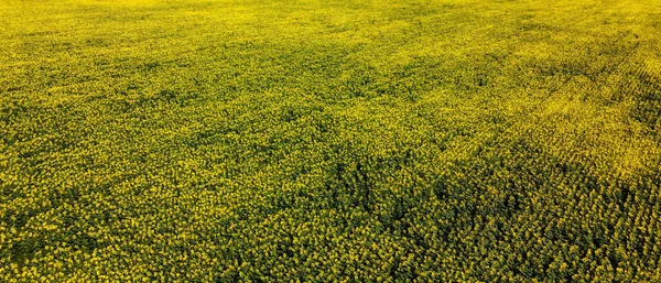 Sunflower Field Bathed Summer Sunlight Captivating Sight Turning Landscape Picture — Stock Photo, Image