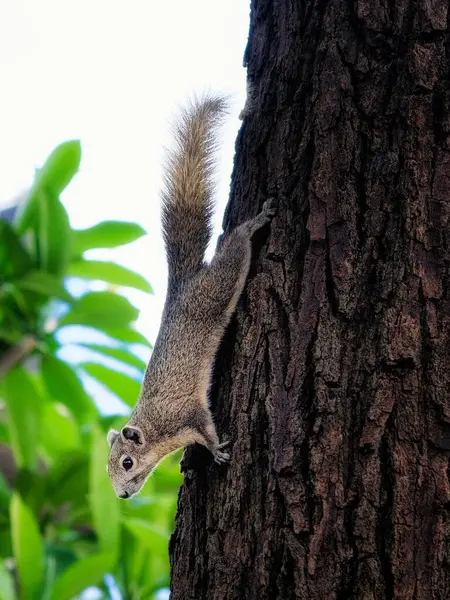Ein Eichhörnchen Klettert Einen Baumstamm Hinunter Das Eichhörnchen Hat Eine Stockfoto