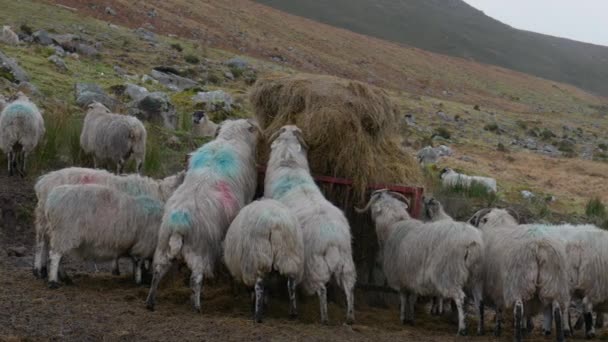 Domba Hitam Skotlandia Merumput Atas Jerami Dari Pengumpan Dengan Latar — Stok Video