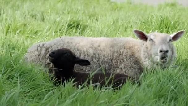 Uma Ovelha Branca Cordeiro Preto Descansando Campo Grama Verde Alta — Vídeo de Stock