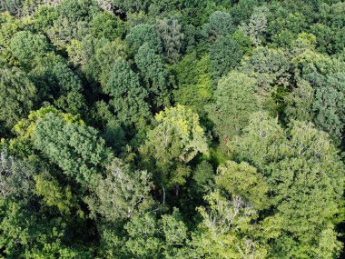 Güzel, sık bir orman, üst manzara. Çeşitli ağaçların tepeleri..