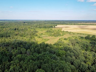 Mavi gökyüzünün altında yoğun yeşil orman, güneşli yaz havası. Manzara.