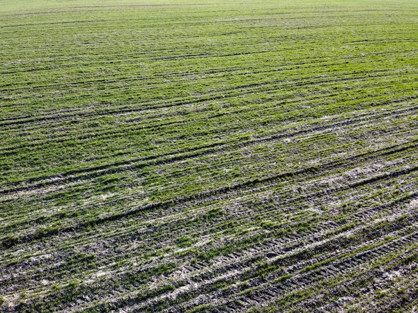 Getreideschoß Auf Einem Feld Luftaufnahme Sprossen Auf Dem Feld Als — Stockfoto