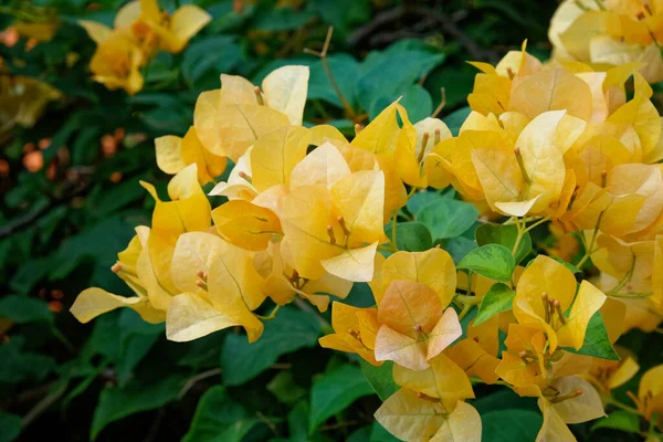 stock image A tight shot reveals a group of vibrant orange bougainvillea flowers, encircled by flourishing green leaves.