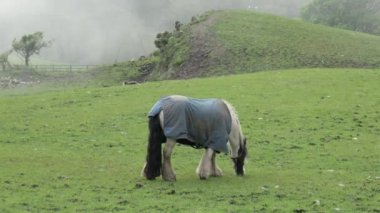 Mavi bir battaniyeye sarılı bir at sisli, yemyeşil bir tarlada rahatça otluyor..