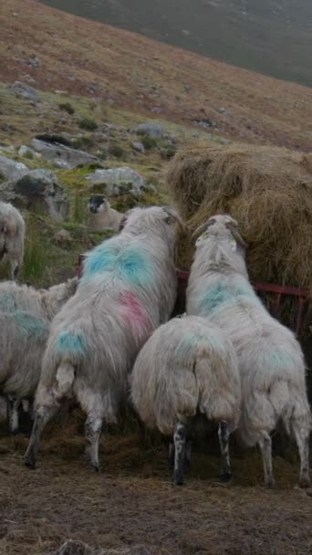 スコットランドのブラックフェイス羊がフィーダーの周りに集まり 干し草を食べました バーティカルビデオ — ストック動画