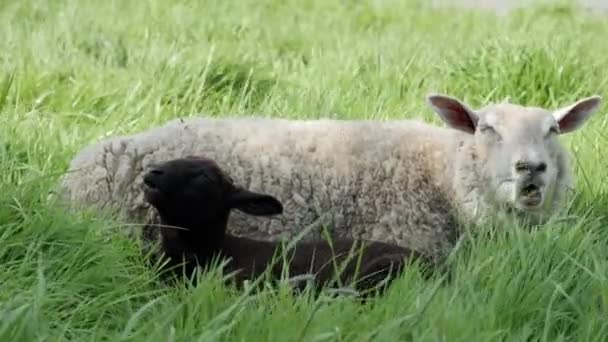 一片茂密的青草 成了一只白羊和一只黑羊安息的地方 放大放大 — 图库视频影像