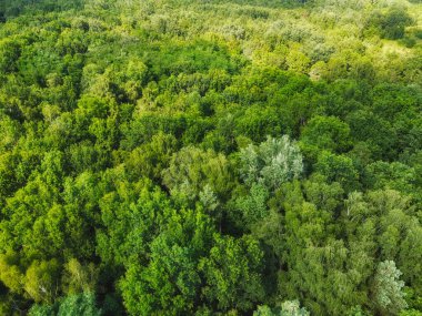 Güzel, sık bir orman, üst manzara. Çeşitli ağaçların tepeleri..