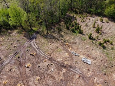 Ağaçların kesildiği bir yer, hava manzarası. Günlük sitesi.