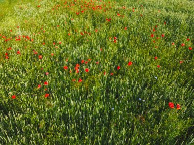 Güneşli bir günde, buğday tarlasında kırmızı gelincikler, hava manzarası. Arkaplan.