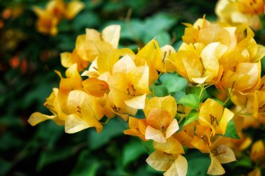 Yakından yakalanan, bir demet canlı turuncu bougainvillea çiçekleri, yemyeşil, yemyeşil yeşillik bir zemin içinde sarılı.