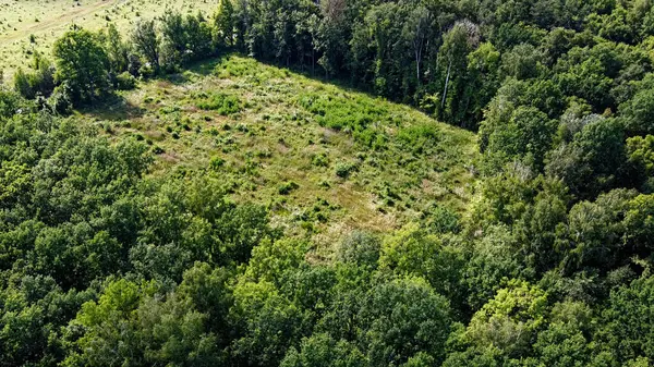 Place of felling of trees in the forest, a clearing. Aerial view of a forest clearing, landscape. Felled forest area.