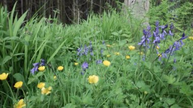 Vahşi mavi ve sarı küçük çiçekler ormanda yetişir..