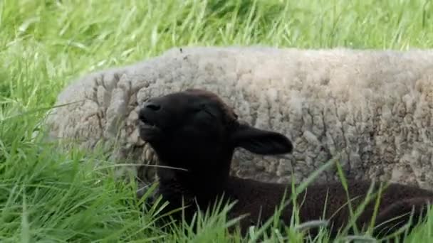 白い羊と黒い子羊のような自然の中で静かな瞬間は 背の高い緑の草の中で再生を見つける ズームアウト — ストック動画