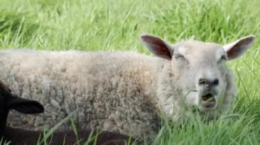 Uzun yeşil otların ortasında, beyaz bir koyun ve siyah bir kuzu dinlenmek için huzurlu bir yer bulur. yakınlaştır