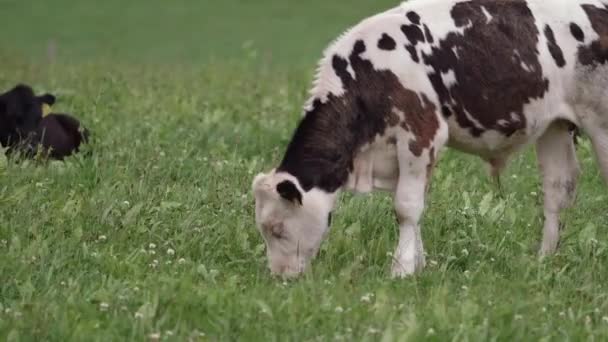 一头带有黑斑的白色小牛犊 在绿地上吃草 还有几头奶牛躺在后面 这头牛耳朵上有个黄色的标签 — 图库视频影像