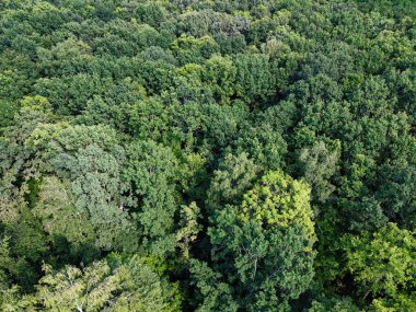 Güzel, sık bir orman, üst manzara. Çeşitli ağaçların tepeleri..