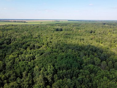 Mavi gökyüzünün altında yoğun yeşil orman, güneşli yaz havası. Manzara.