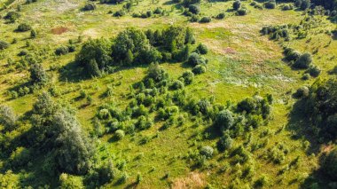 Gelişmekte olan genç bir orman, hava manzarası. Küçük koruluk.