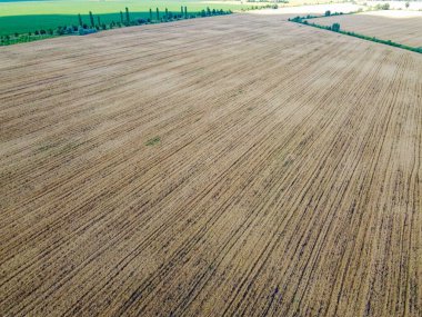 İnsansız hava aracından yazın mısır gevreği tarlasına. Tarım arazisi.