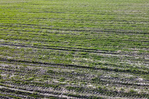 Cereal shoots on a farm field, aerial view. Sprouts in the field as a background.