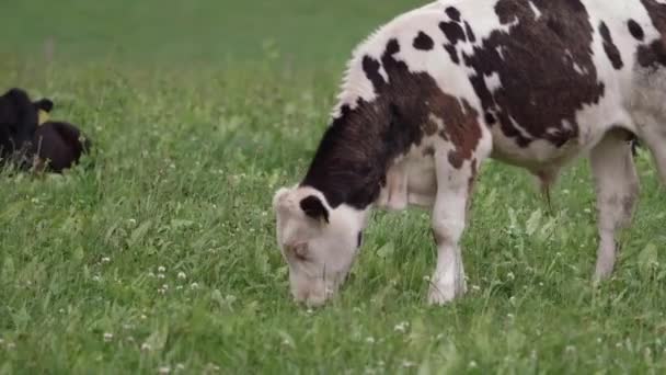 Ein Braun Weißes Kalb Frisst Gras Auf Einer Grünen Wiese — Stockvideo