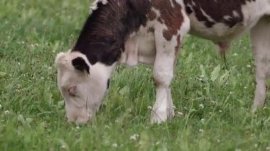 Yeşil bir tarlada otlayan siyah benekli beyaz bir buzağı. Arka planda yatan birkaç inek daha var. İneğin kulağında sarı bir etiket var. yakınlaştır