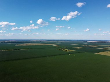 Güneşli bir yaz gününde büyük bir mısır tarlası, hava manzarası. Mavi gökyüzü yeşil çiftlik arazisi, manzara.