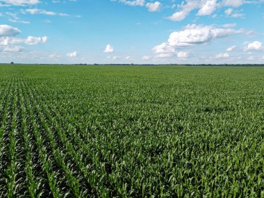 Güneşli bir yaz gününde büyük bir mısır tarlası, hava manzarası. Mavi gökyüzü yeşil çiftlik arazisi, manzara.
