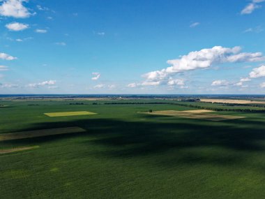 Güneşli bir yaz gününde büyük bir mısır tarlası, hava manzarası. Mavi gökyüzü yeşil çiftlik arazisi, manzara.