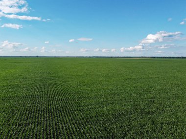 Güneşli bir yaz gününde büyük bir mısır tarlası, hava manzarası. Mavi gökyüzü yeşil çiftlik arazisi, manzara.