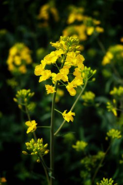 Çiçek açan bir kolza tohumu sapı, yakın plan. Sarı çiçekler..