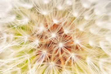 Karahindiba tohumları, yakın plan. Tüylü karahindiba çiçeği tohumları..