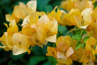 Yakın planda, canlı bir turuncu bougainvillea kümesi gösterişli yeşilliklerle çevrili olan spot ışıklarını çalar..