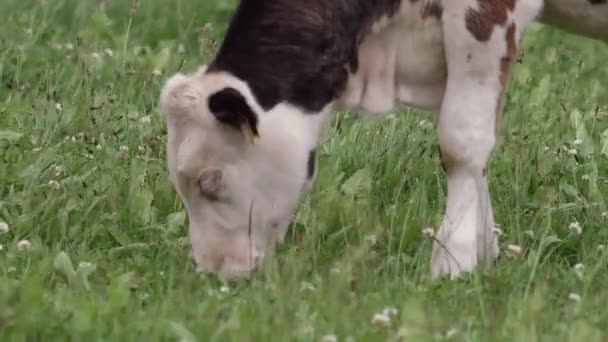 Lush Green Field White Calf Black Spots Grazes Calf Sports — Stock Video