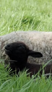 Uzun, canlı yeşil çimlerin ortasında, beyaz bir koyun ve siyah bir kuzu mükemmel bir uyum içinde yaslanıyor. Dikey video, yan.