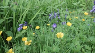 Ormanın yeşillikleri arasında, narin mavi ve sarı kır çiçekleri çiçek açar. pan