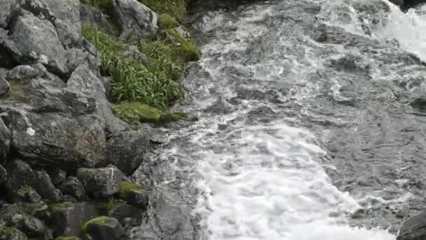 Rocky Stream White Water Rapids Flowing Lush Green Landscape — Stock Video