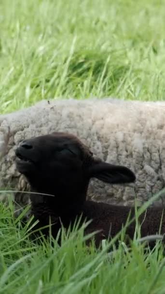Uzun Canlı Yeşil Çimlerin Ortasında Beyaz Bir Koyun Siyah Bir — Stok video
