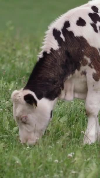 Picturesque Scene Unfolds Verdant Pasture White Calf Adorned Black Spots — Stock Video