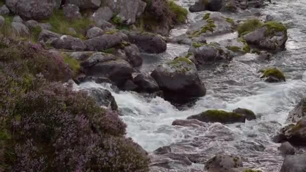 Klidnou Krásu Divoké Krajiny Umocňuje Skalnatý Potok Němž Kvetou Purpurové — Stock video