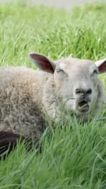 Klidný Obraz Odehrává Louce Vysoké Zelené Trávy Jako Bílá Ovce — Stock video