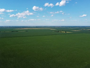 Güneşli bir yaz gününde büyük bir mısır tarlası, hava manzarası. Mavi gökyüzü yeşil çiftlik arazisi, manzara.