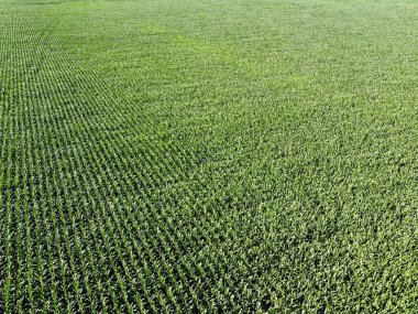 Geniş mısır tarlaları, üst manzara. Yeşil tarlalar, manzara.