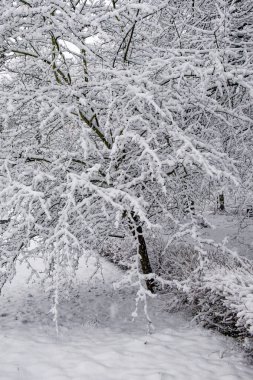 Büyük bir kar tabakasıyla kaplı ağaçlar. Karla kaplı dallar, kar yağışı. Kış manzarası.